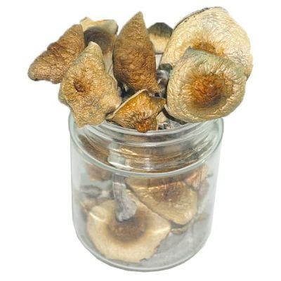 McKennaii XP Mushrooms