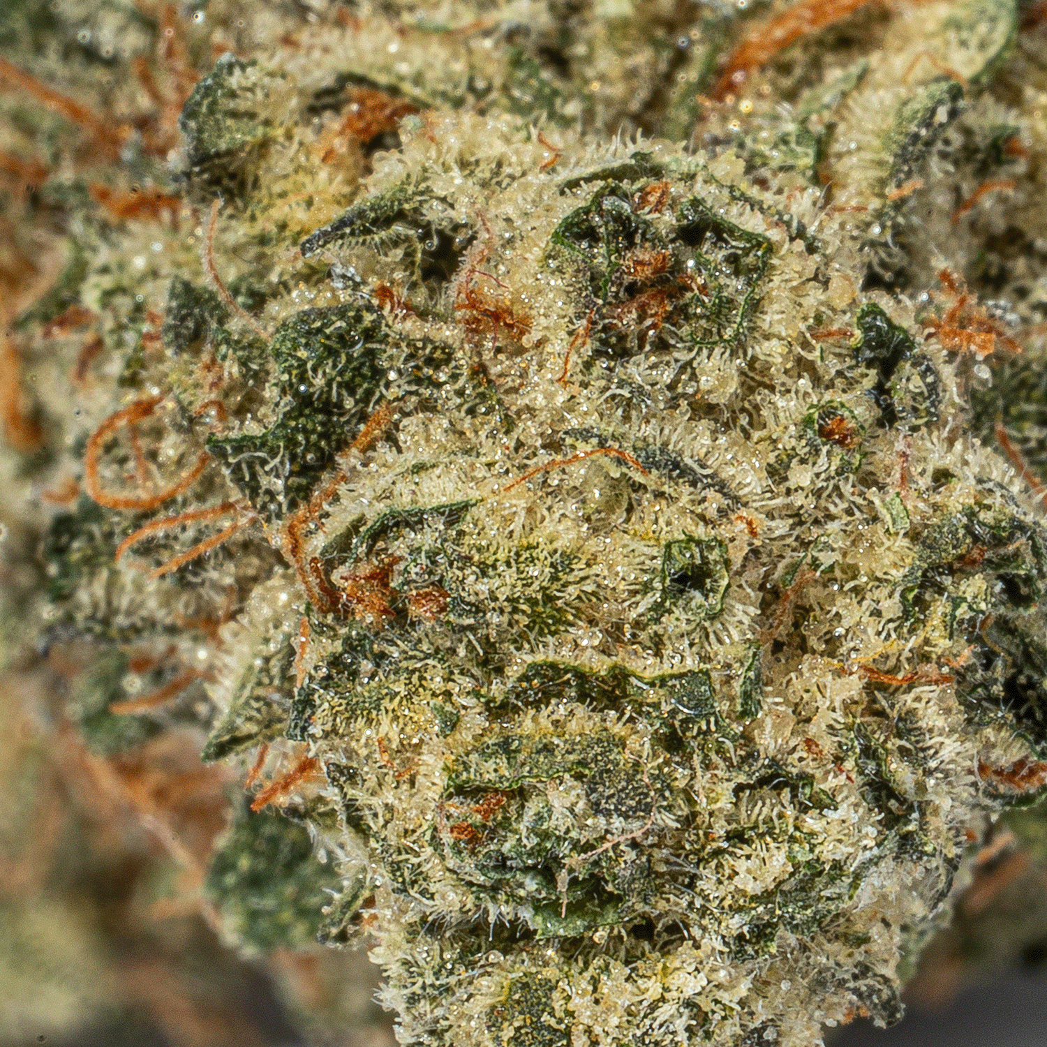 Sundae Float (AAA) - Image 5