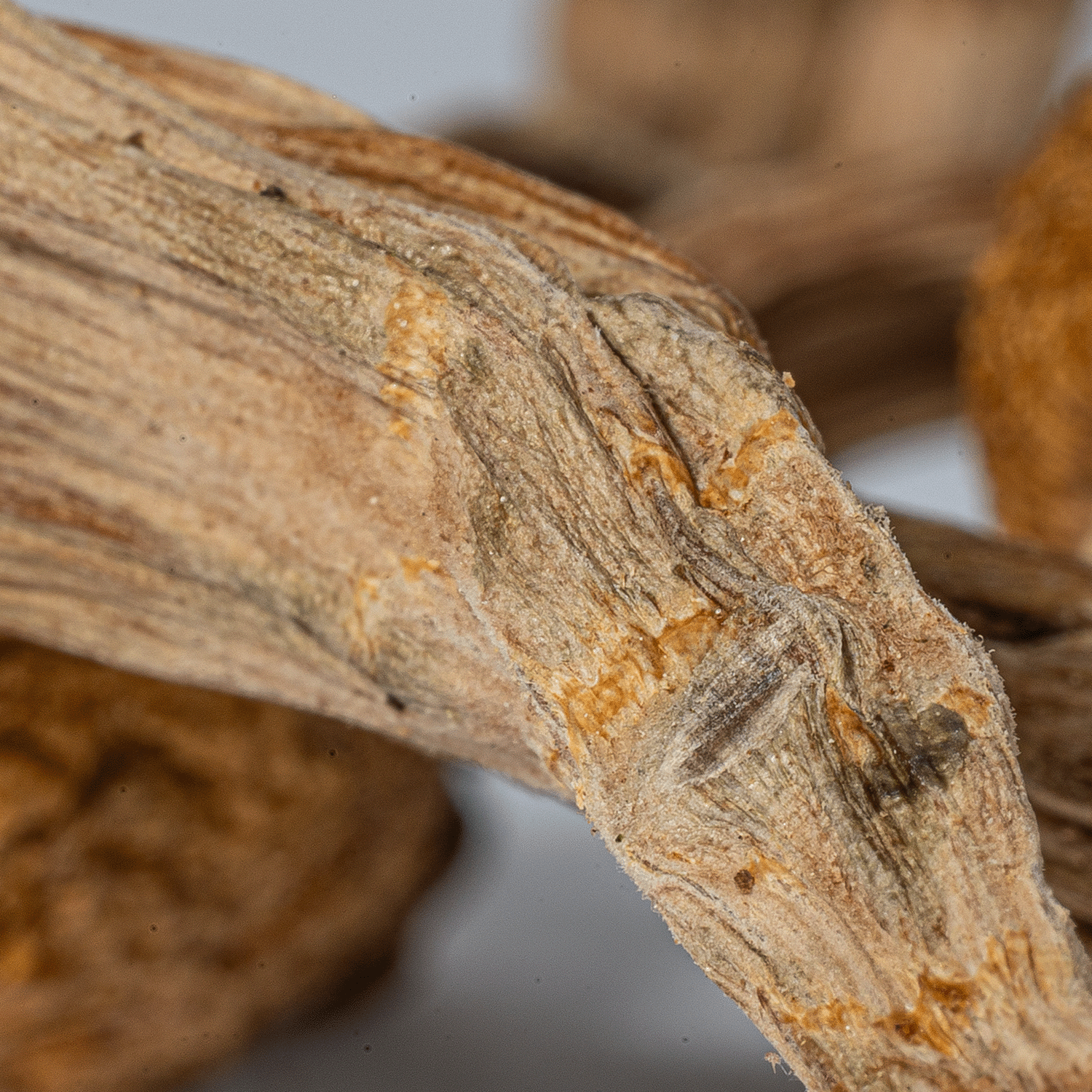 Super Thai Mushrooms - Image 5