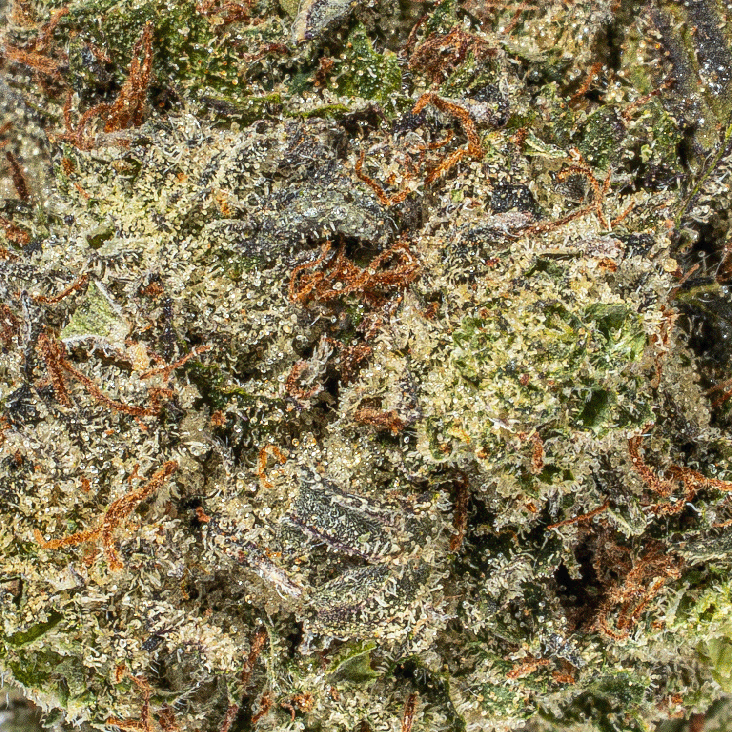 Smooth Operator (AAA+) - Image 4