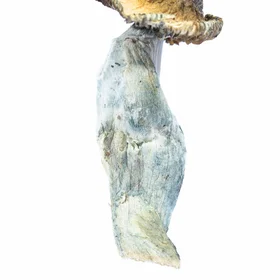 A-One Mushrooms - Ecuadorian - Image 3