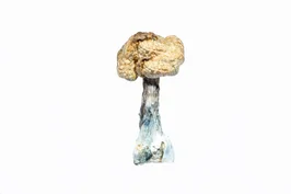 A-One Mushrooms - Koh Samui