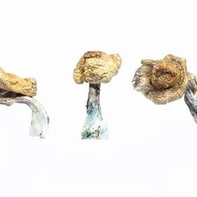 A-One Mushrooms - Koh Samui - Image 3