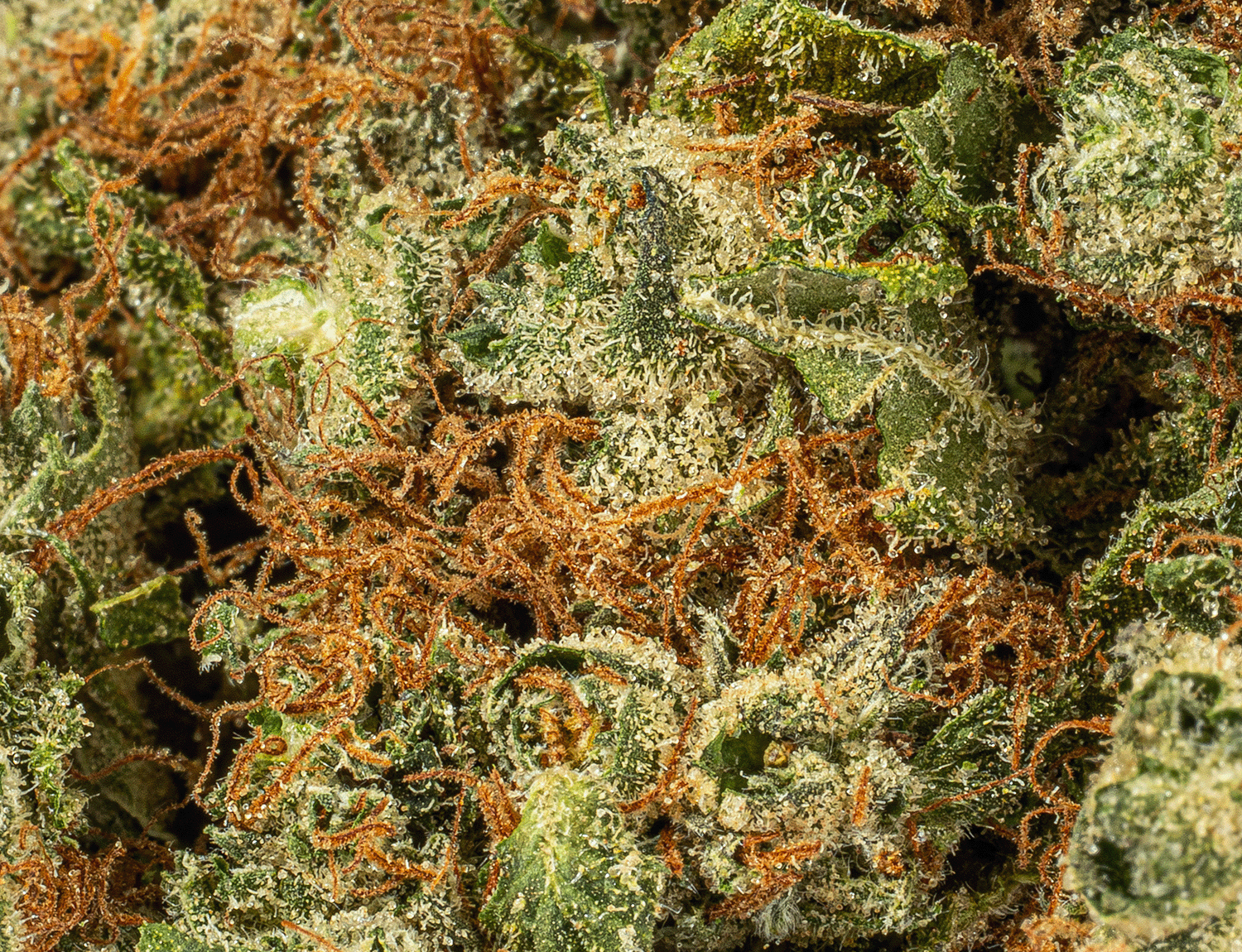 OJ Kush (AA+) - Image 5