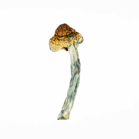 A-One Mushrooms - Golden Teacher - Image 3