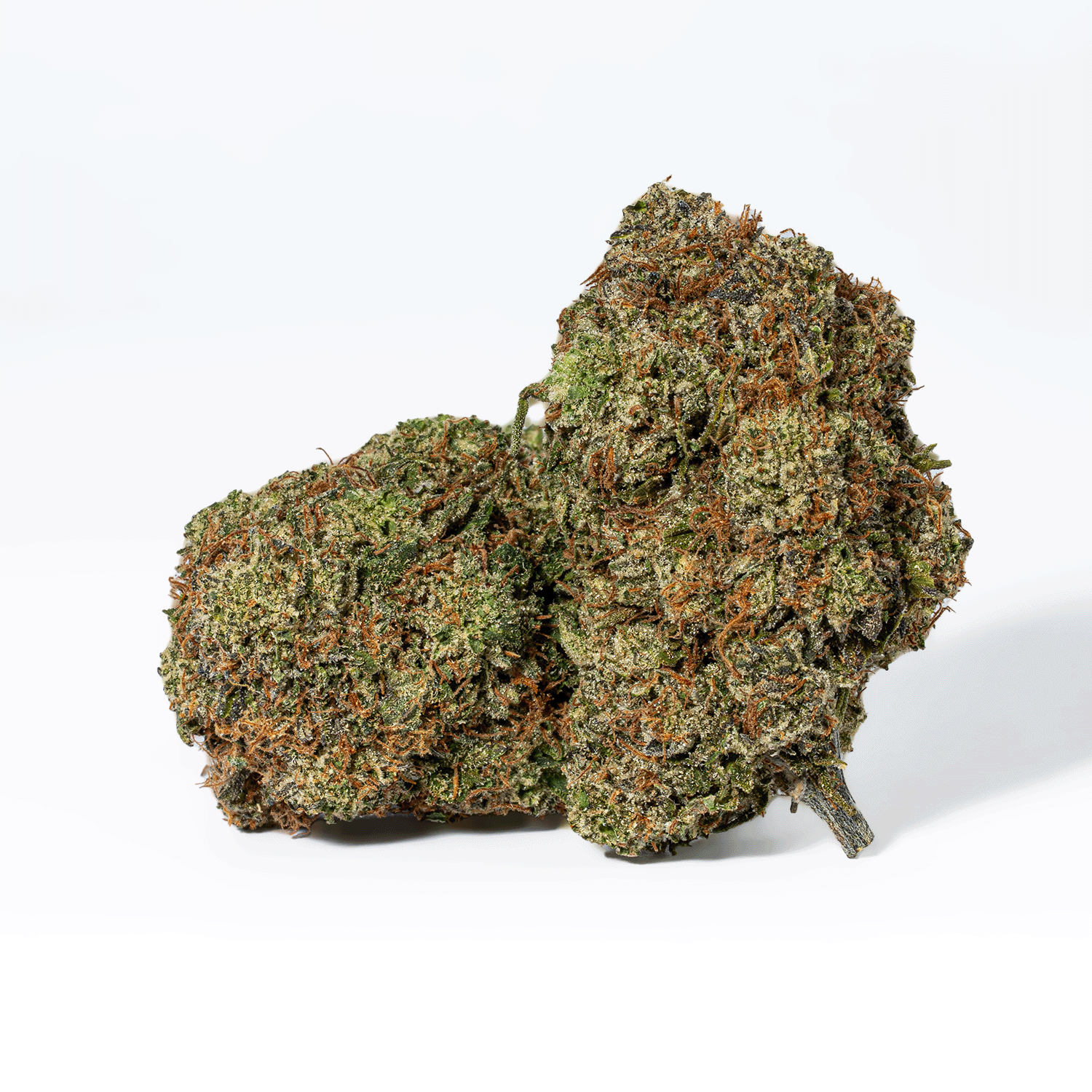 Paradise Waits (AAA+) - Image 2