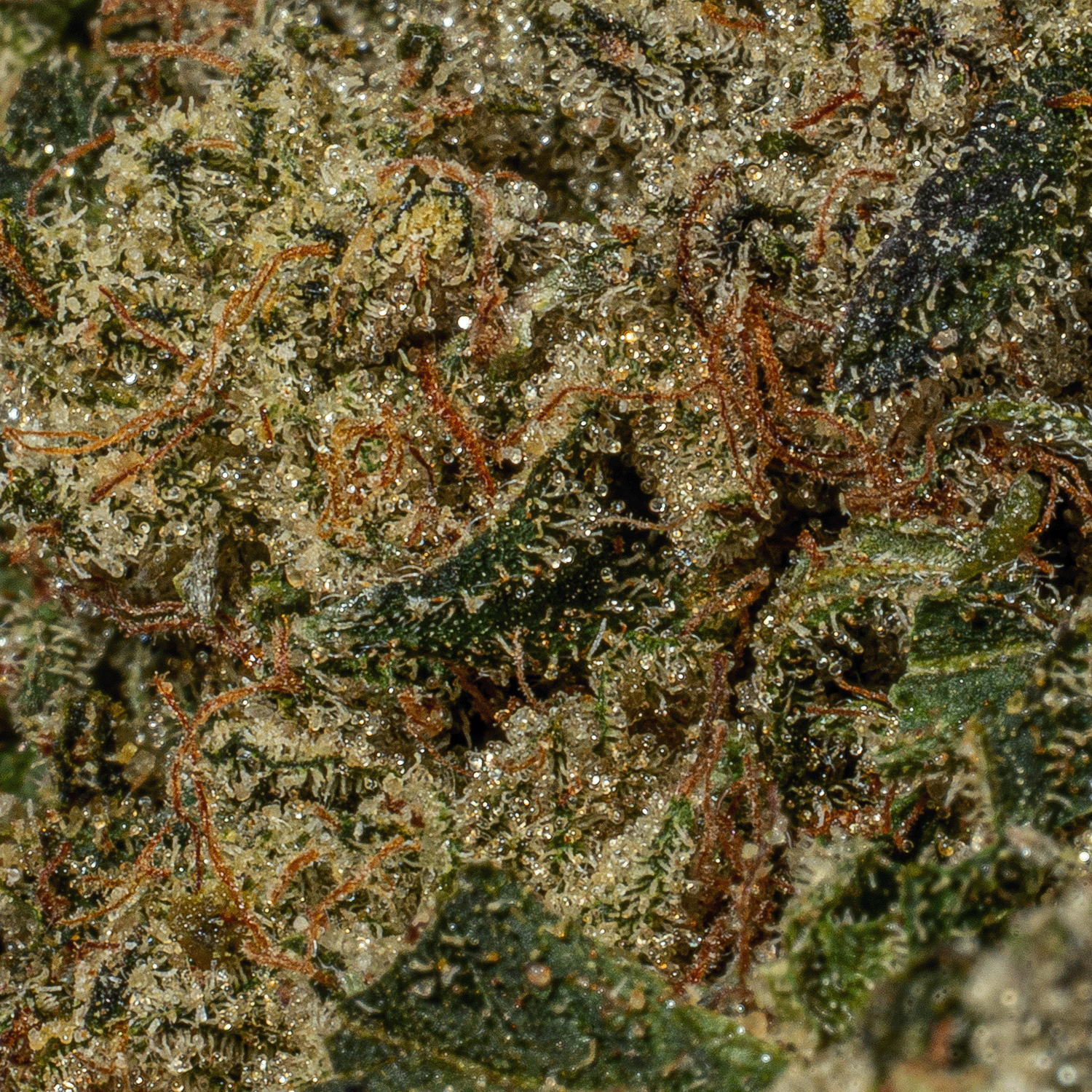 Da Funk (AAAA) - Image 4