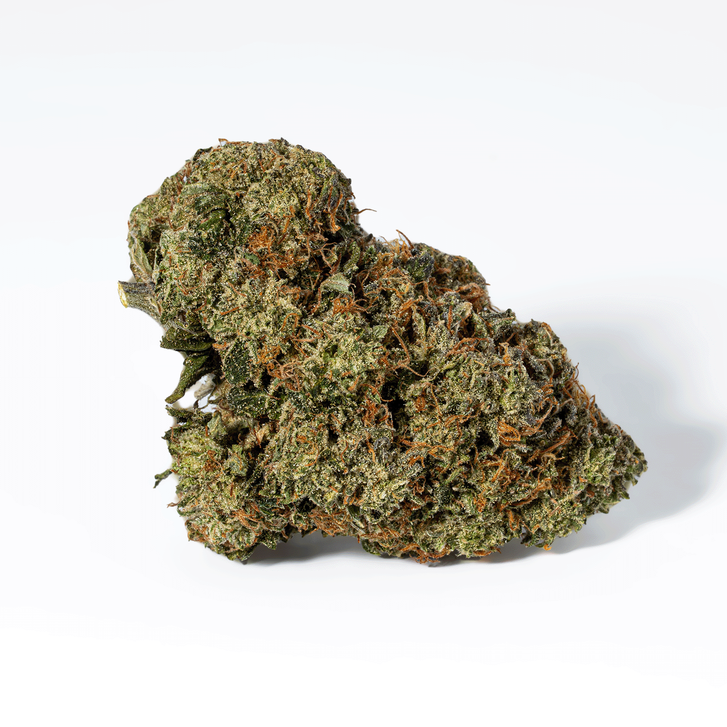 Gorilla Pink (AAA+) - Image 3