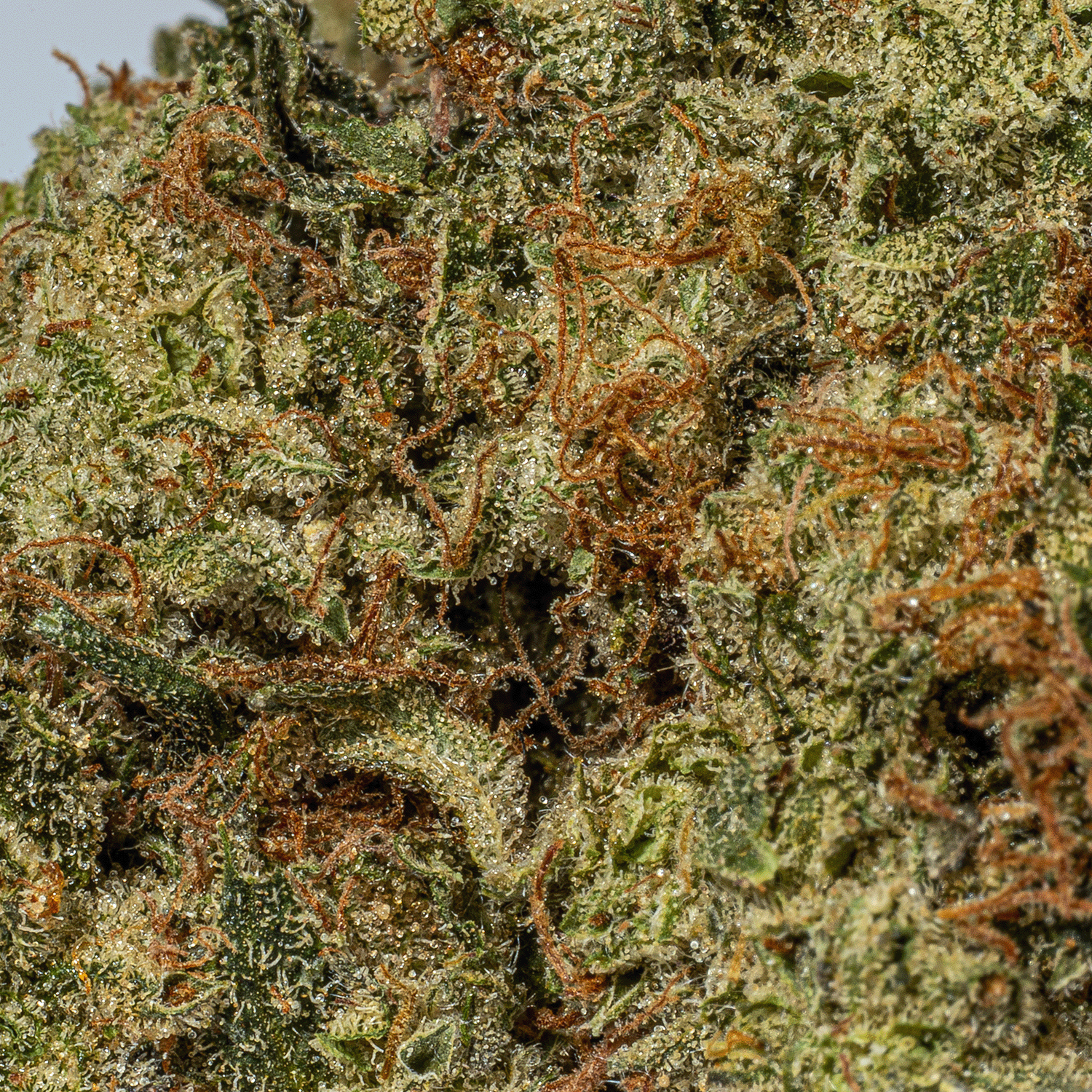 Gorilla Pink (AAA+) - Image 4