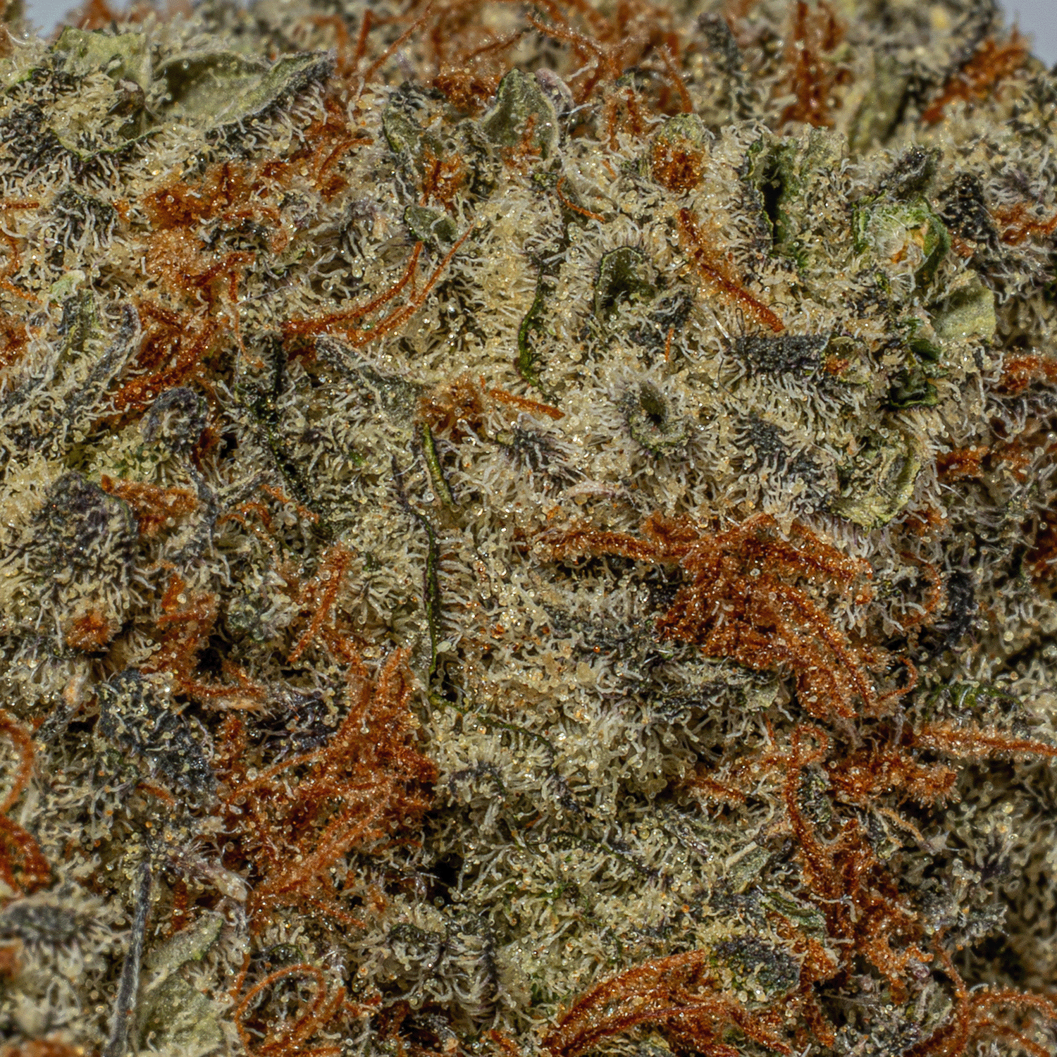 Peyote Cookies (AA+) - Image 5