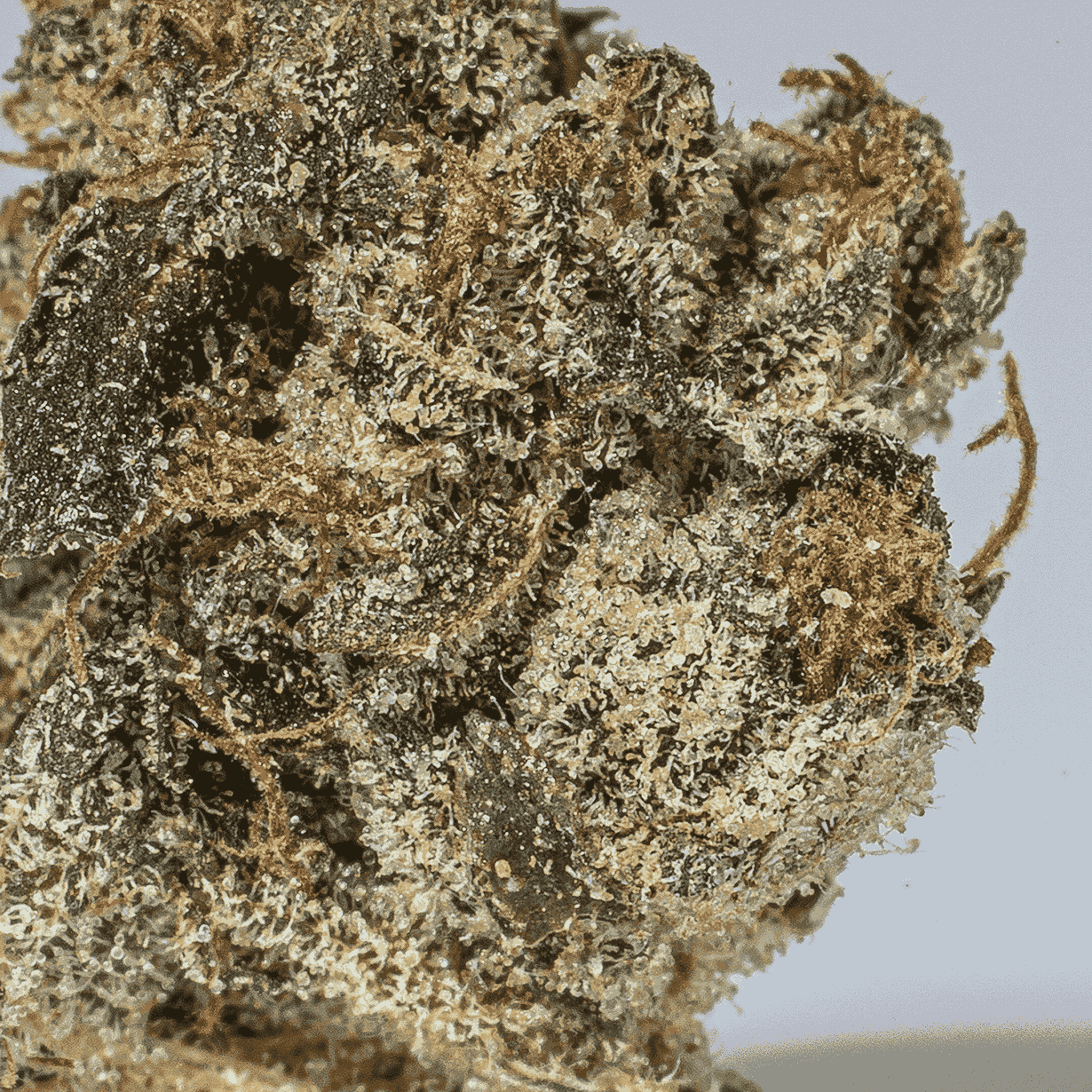 Death Walker Smalls (AAAA) - Image 5