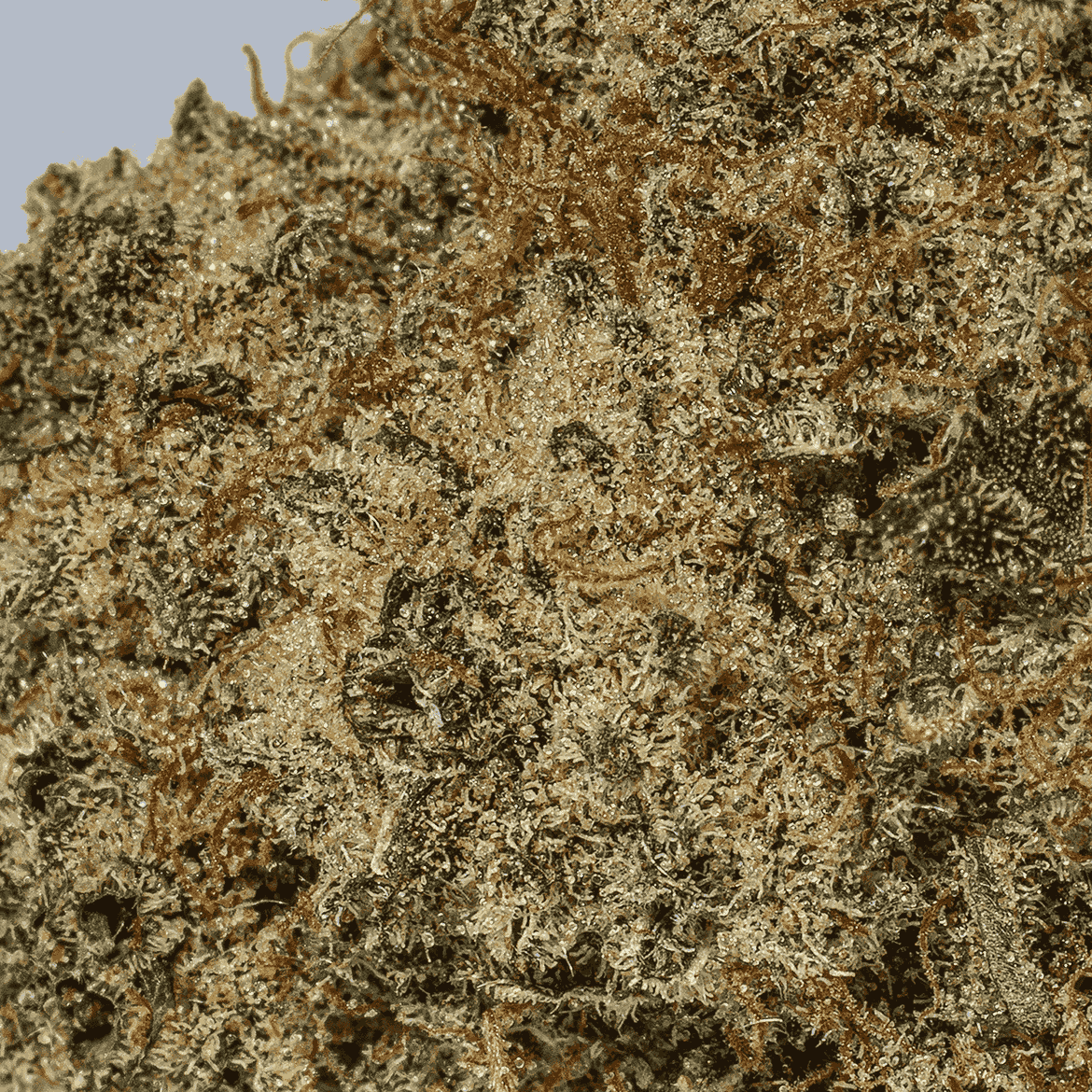 Glazed Donut (AAA+) - Image 5