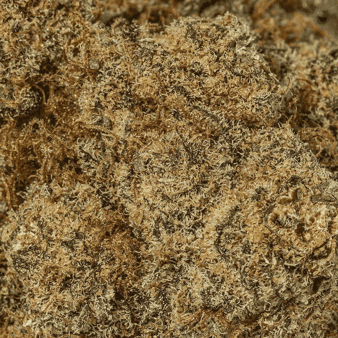 Monster Berry (AA+) - Image 5