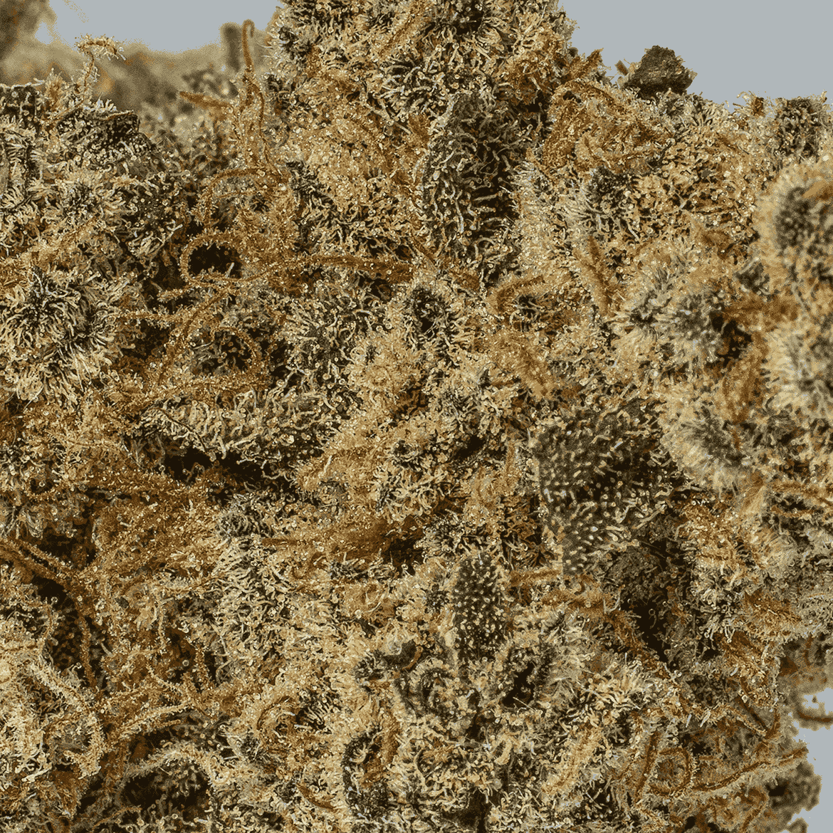 Nuken (AA+) - Image 5