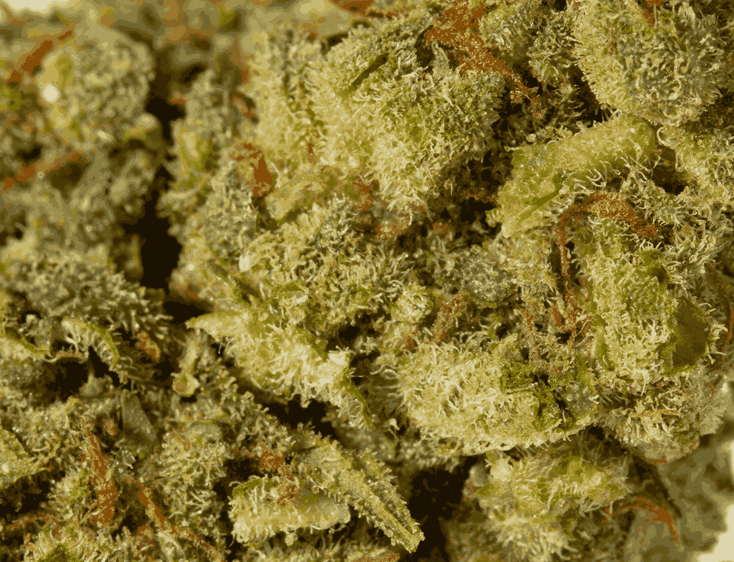 Mango Lemonade (AA) - Image 5