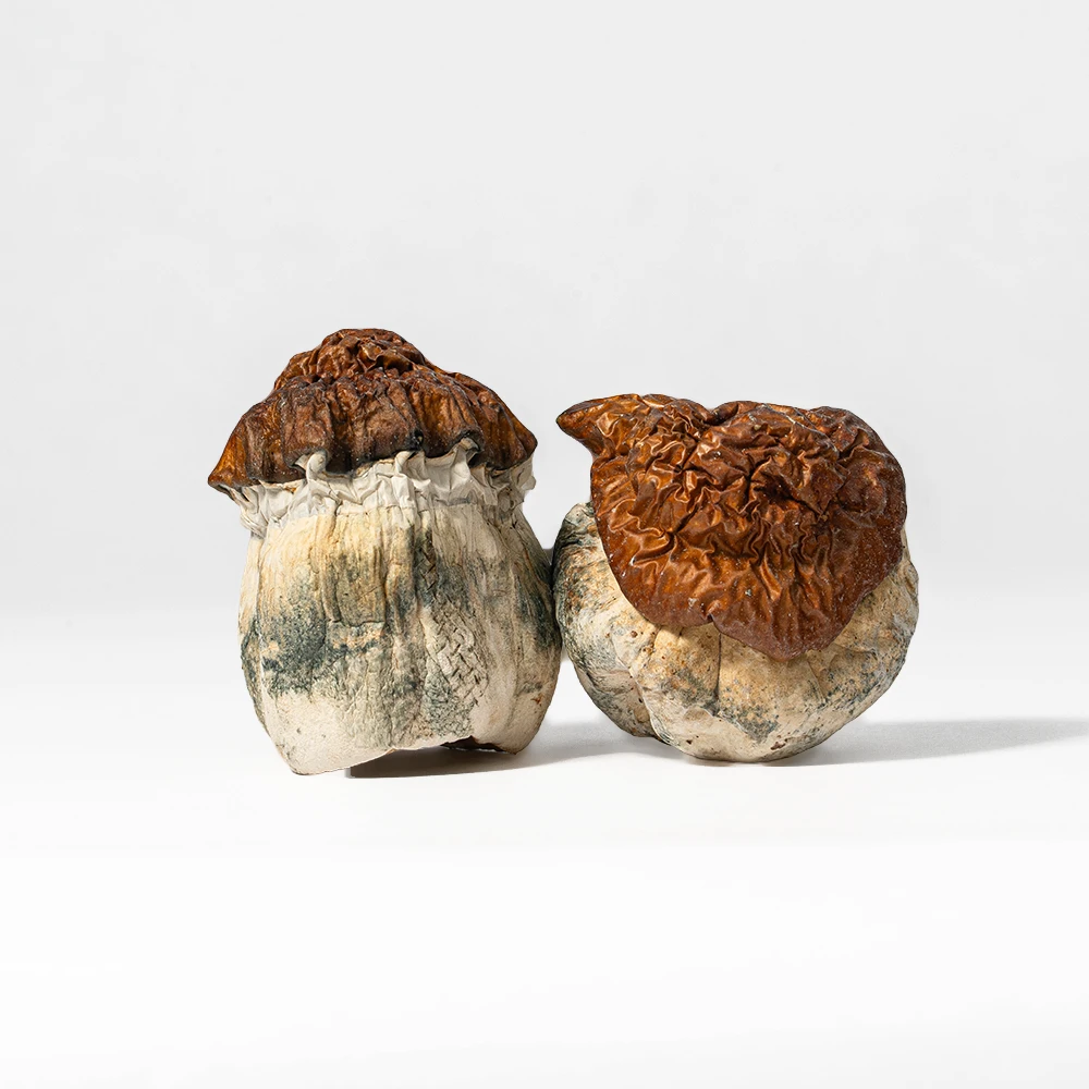 Texas Yellow Caps Mushrooms - Image 3