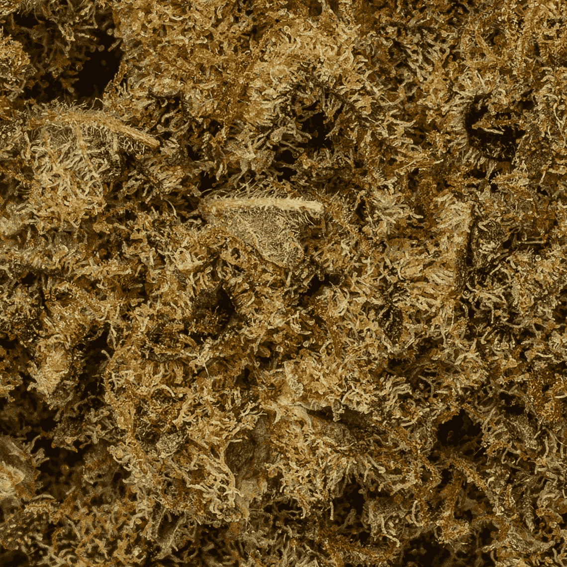 Gello (AAA) - Image 5