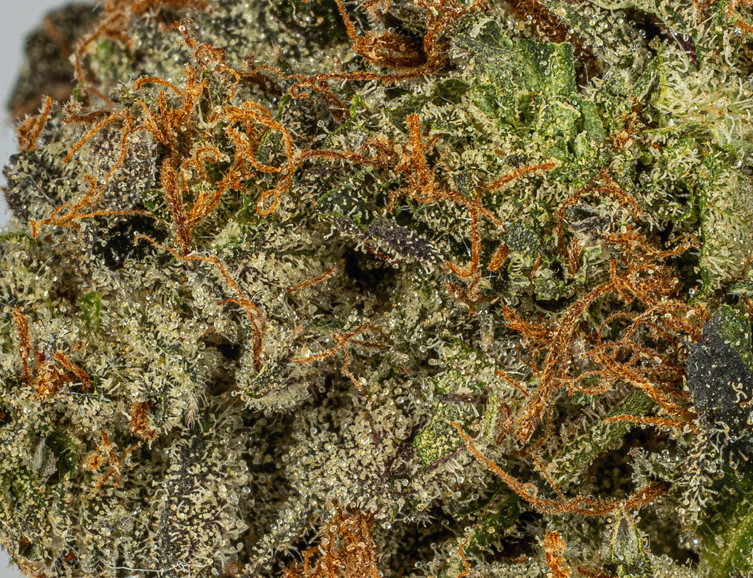 Georgia Pine (AA+) - Image 5