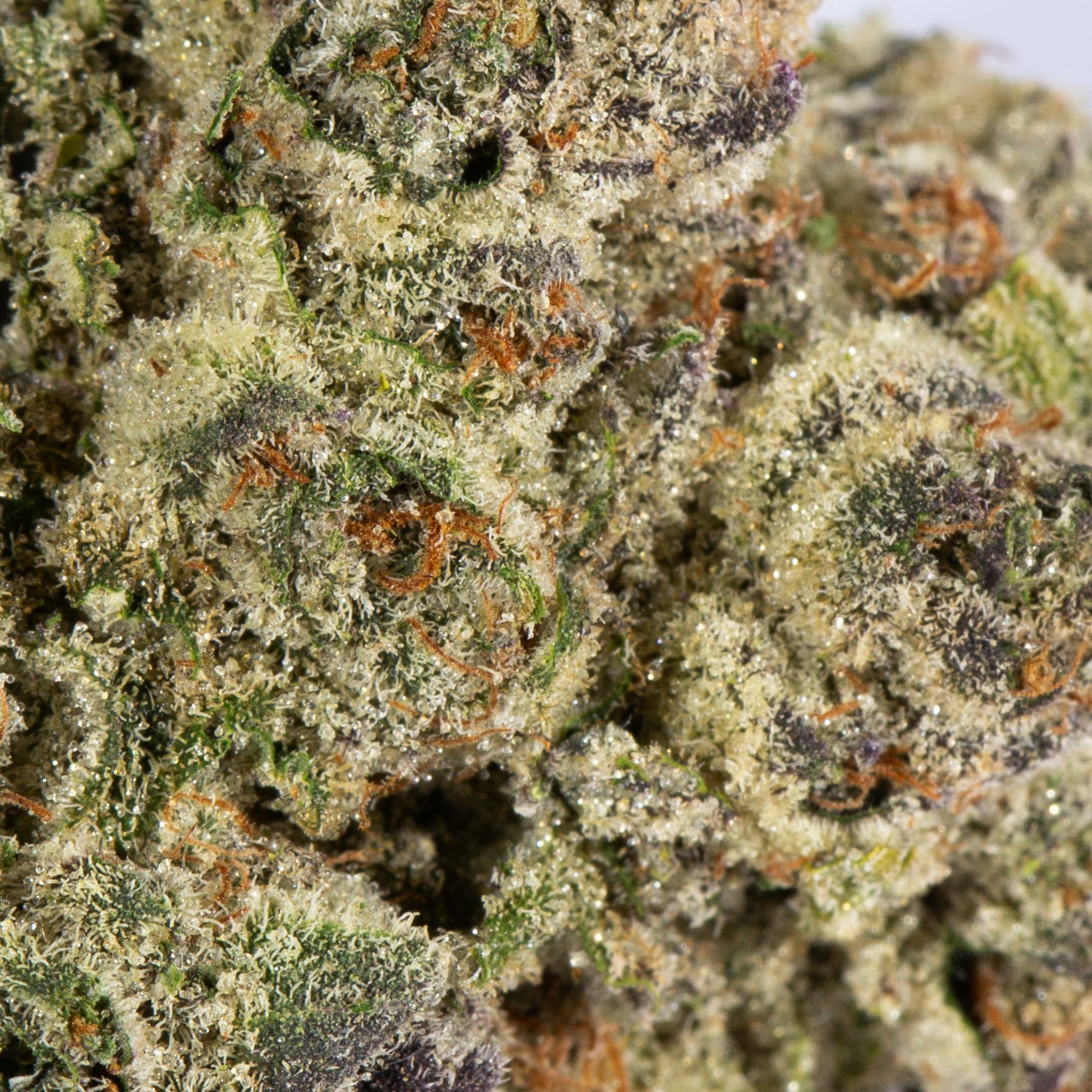 Ricky Bobby OG (AAAA+) - Image 4