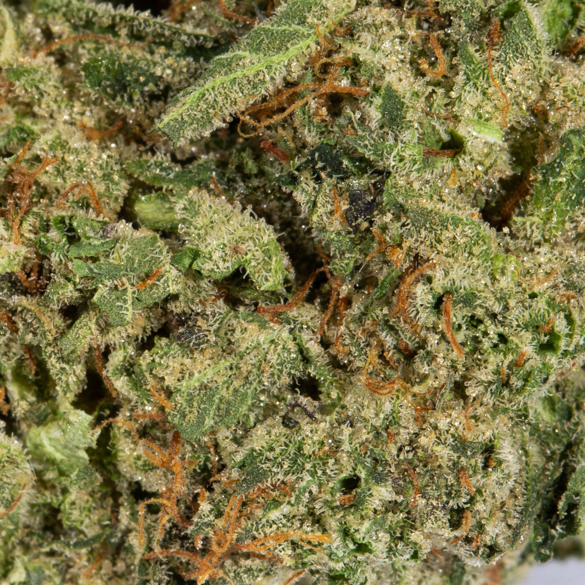 Extreme OG (AAAA) Promo - Image 3