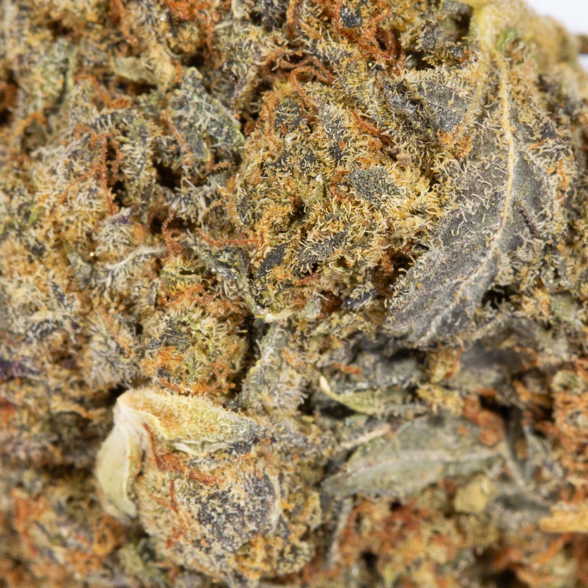 Blue Dream (AA) - Image 4