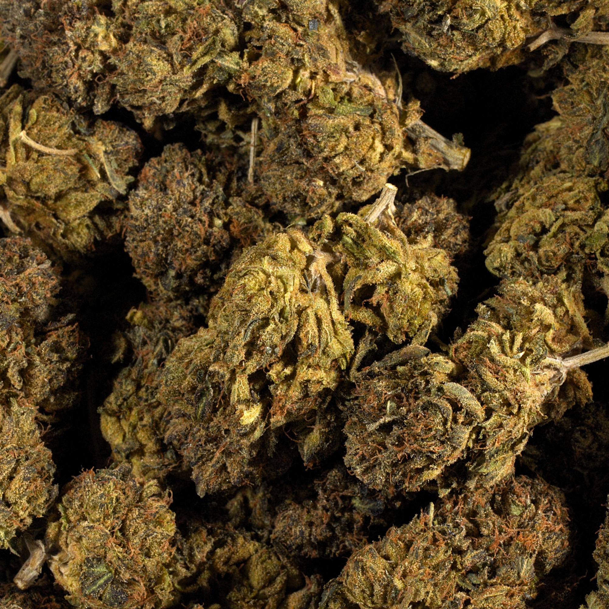 Tropical Breeze (AA) - Image 3