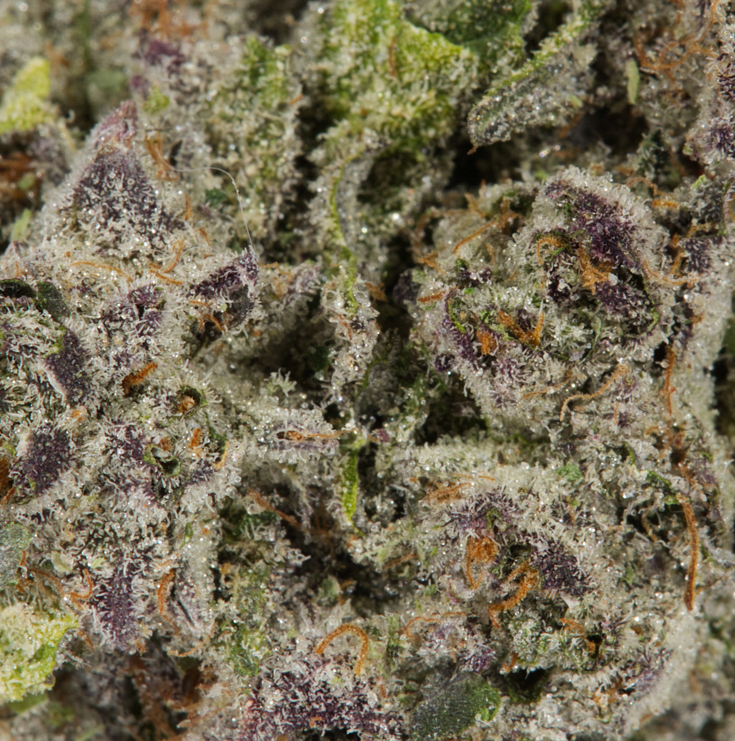 9LB Hammer (AAAA) - Image 4