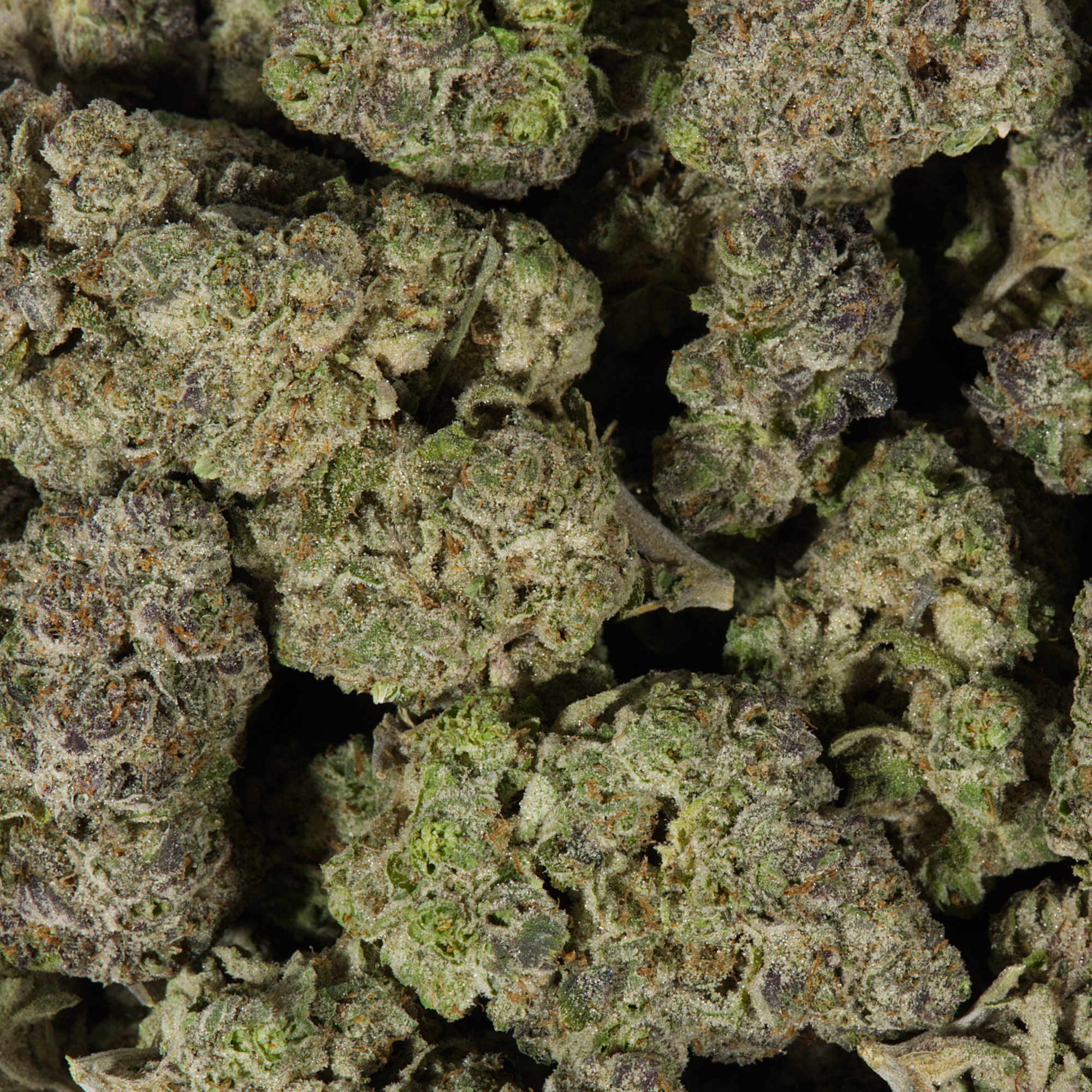 9LB Hammer (AAAA) - Image 5