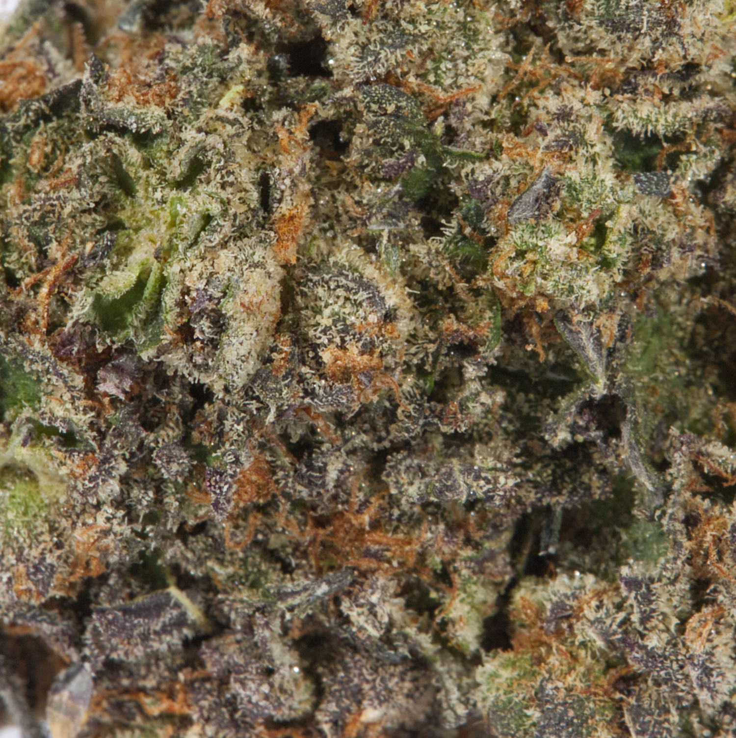 Gelato Cake (AAA) - Image 4