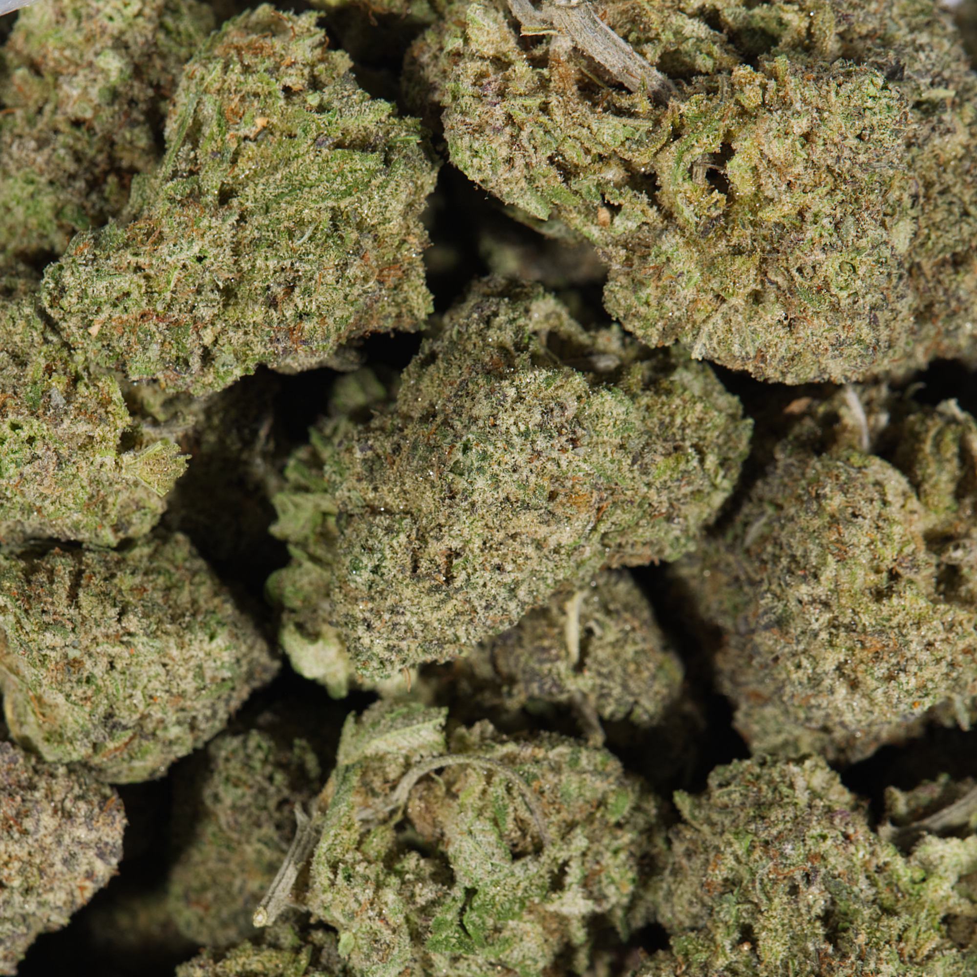 Ghost Dawg (AAA) - Image 5
