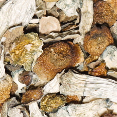 Golden Teacher Mushrooms