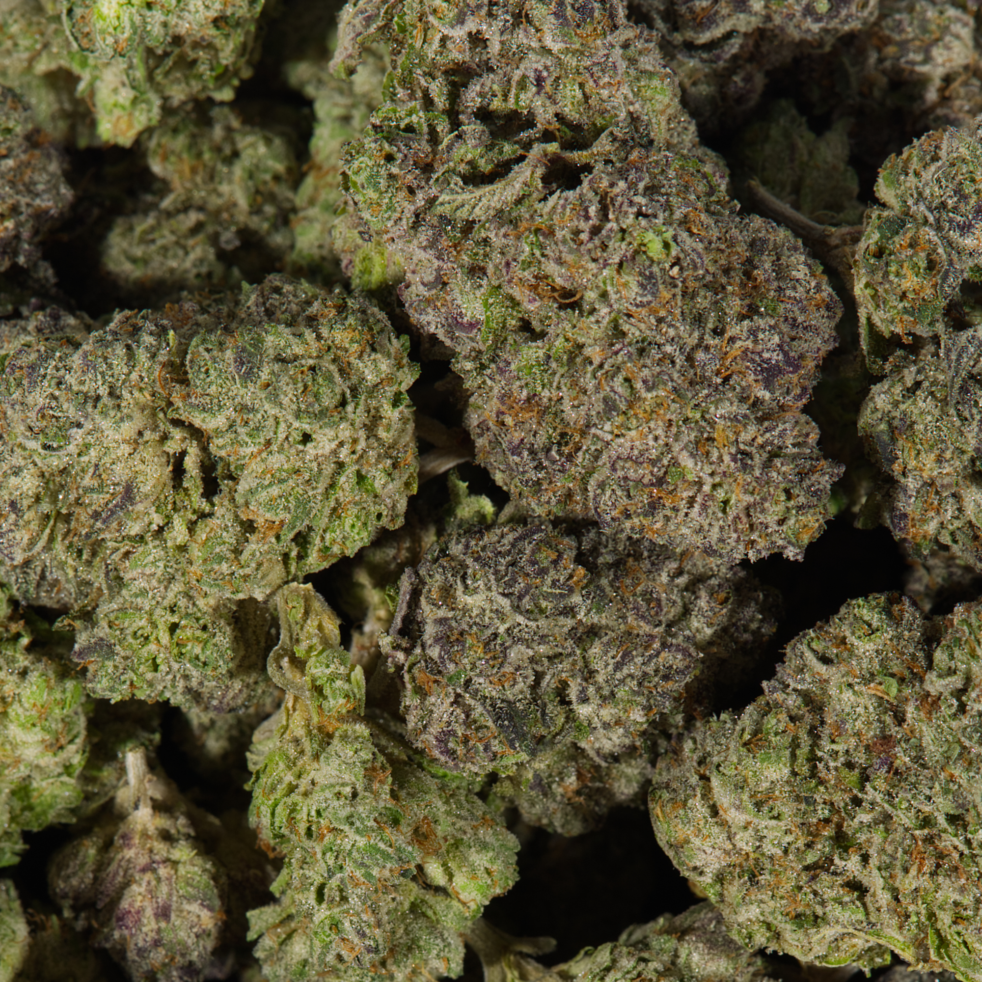 Snoop's Dream (AAAA) - Image 5