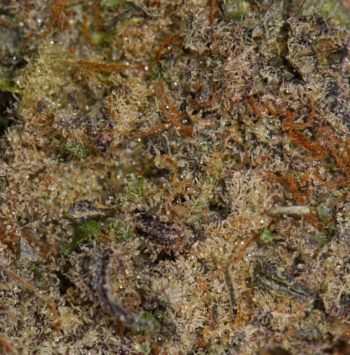 Tahiti Lime (AAAA) - Image 4